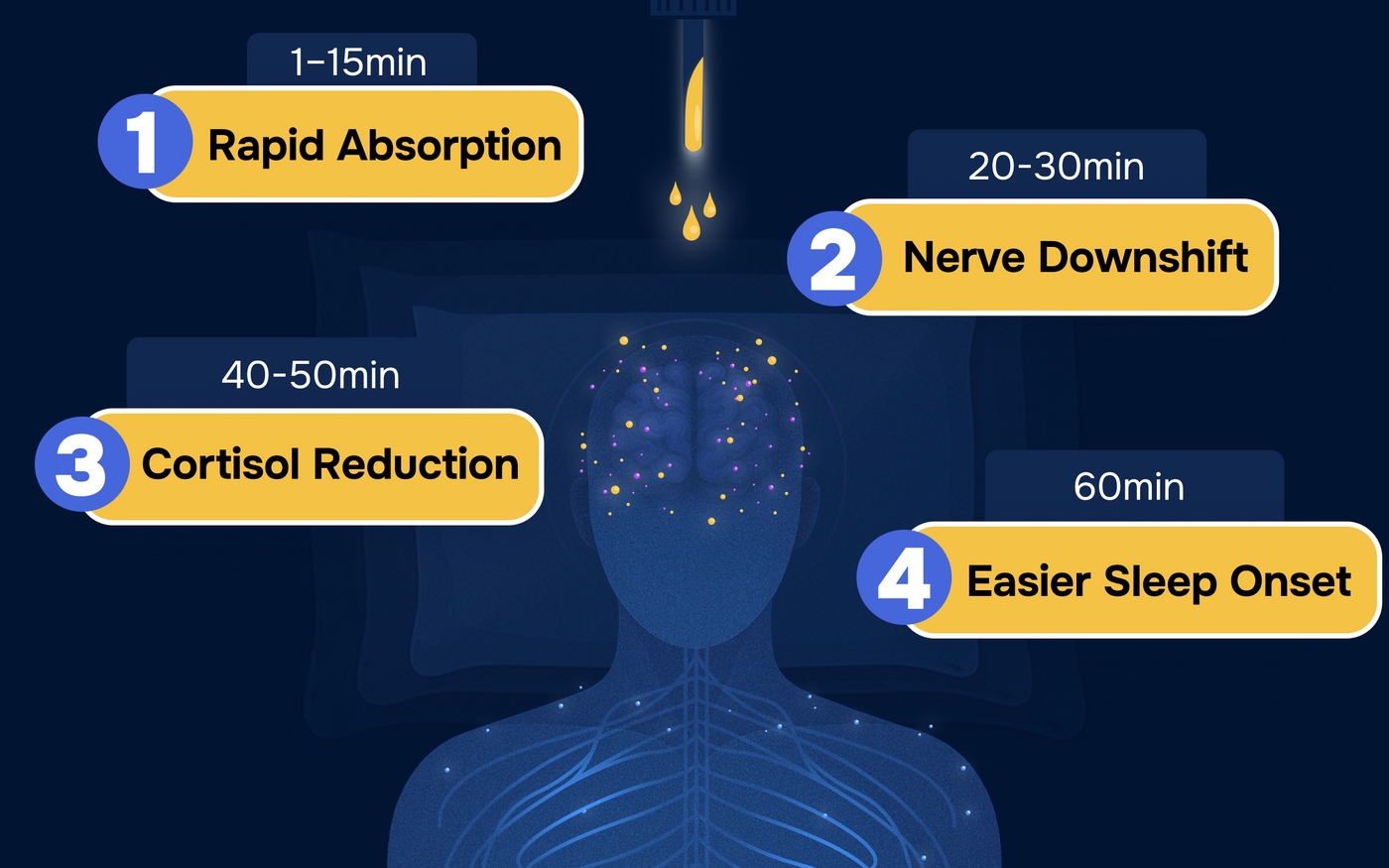 Diagram showing the effects of a product on the body with labeled timeframes.