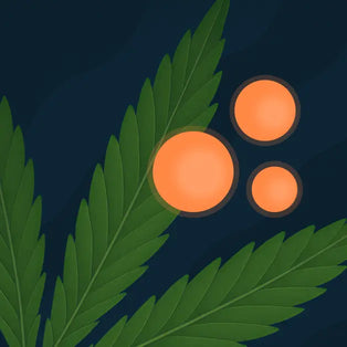 Broad Spectrum Nano Hemp